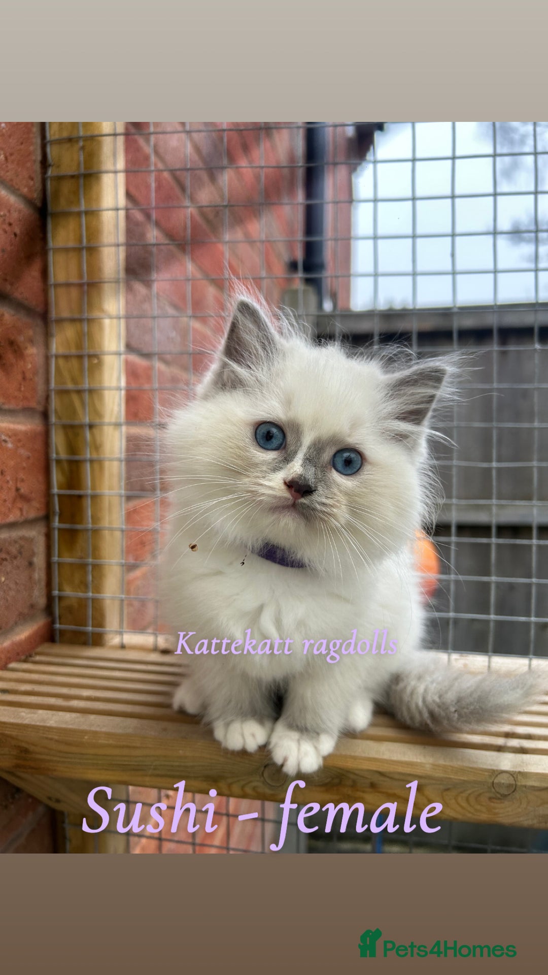 Ragdoll cats for sale: Stunning colours. fluffy TICA reg babies** - Advert 6