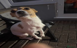 Mixed Breed dogs for sale: Jack Russel x chihuahua - Image 2