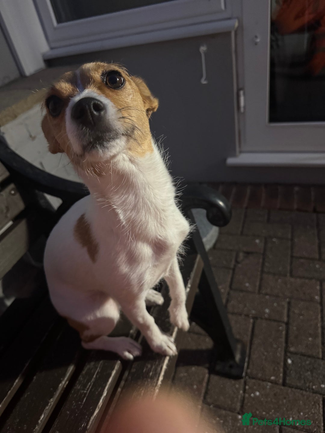 Mixed Breed dogs for sale: Jack Russel x chihuahua - Image 2