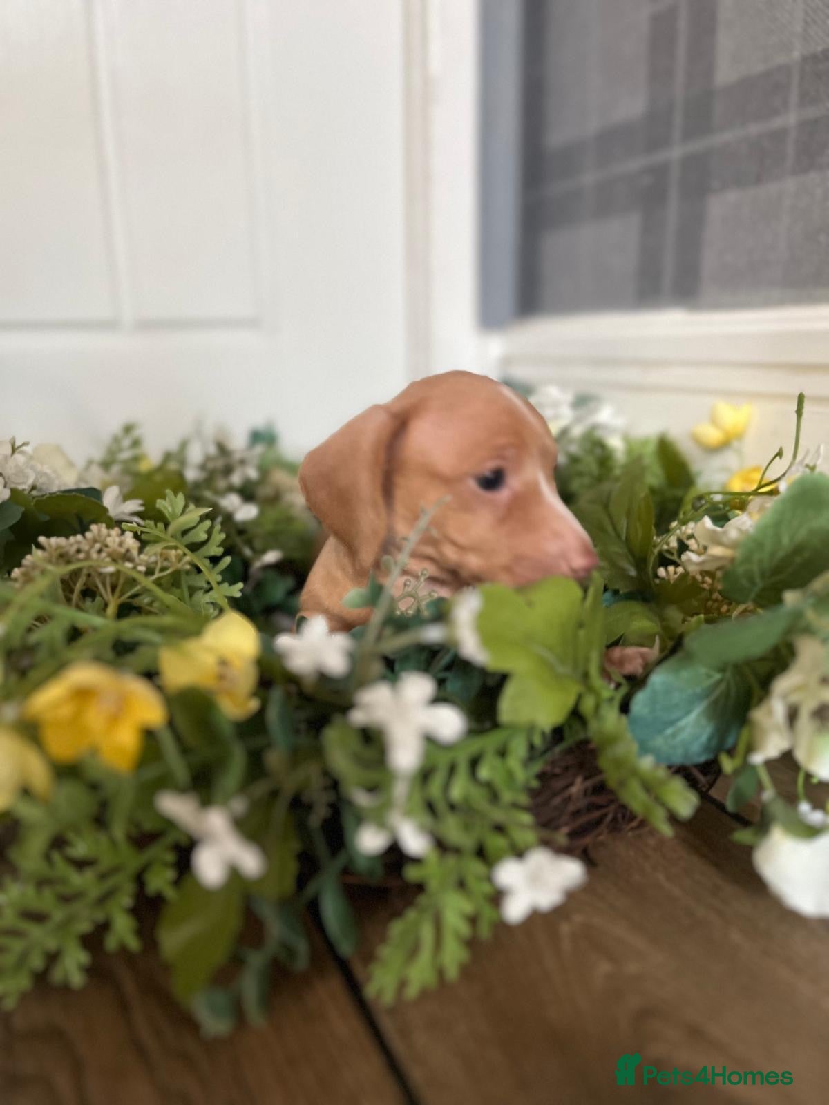 Miniature Dachshund dogs MINIATURE DACHSHUND  - Advert 2