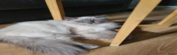 Ragdoll cats for sale: Pusia, Zorro, Kojak - Advert 5