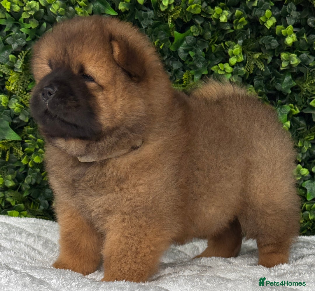 Chow Chow dogs for sale: 🧸🧸Beautiful litter of chow chow puppies🧸🧸 - Image 6