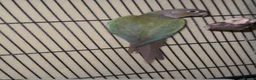 Parakeets birds for sale: Green Quaker parrot and dilute Green cheek conure  in Bradford - Advert 3