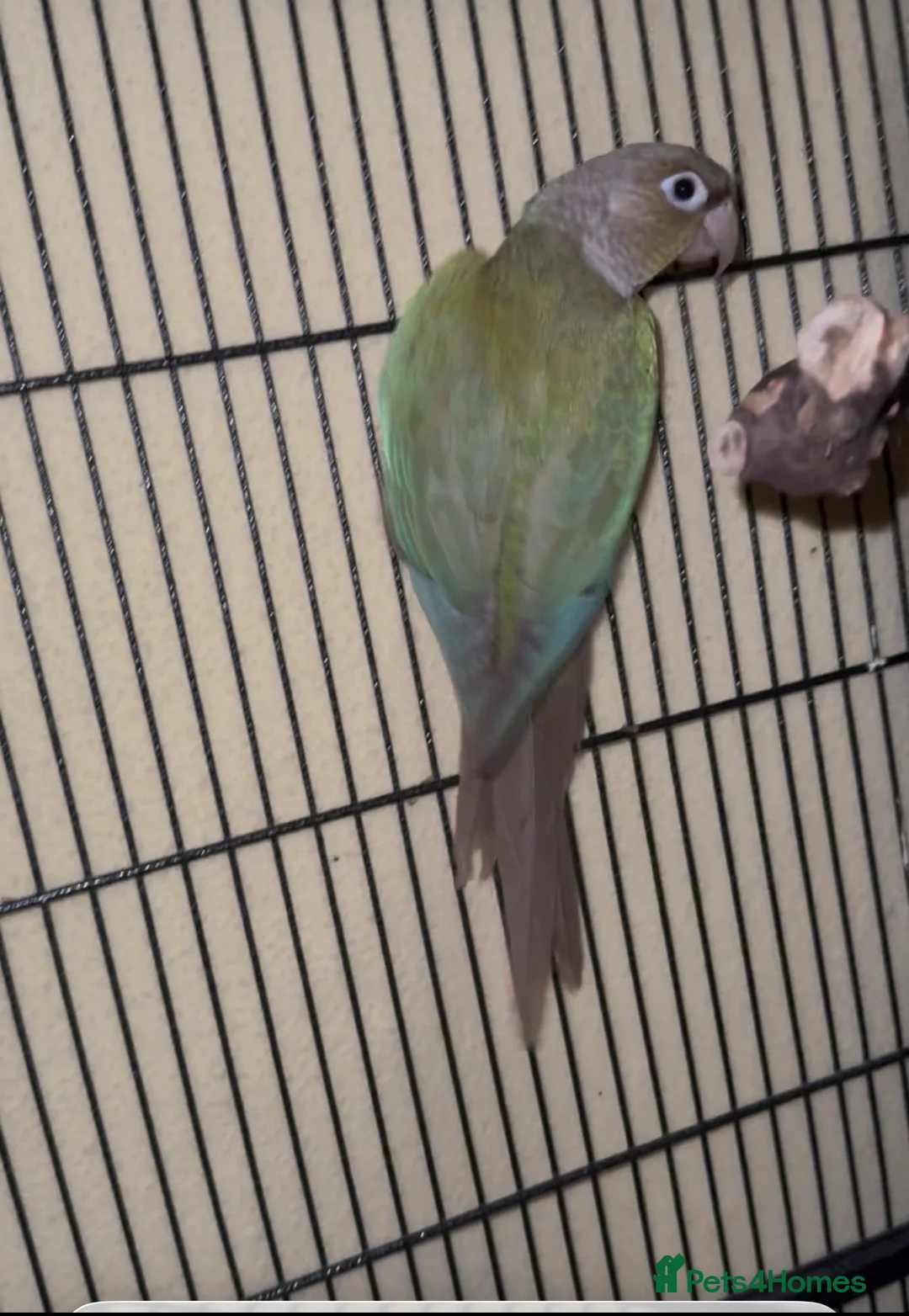 Parakeets birds for sale: Green Quaker parrot and dilute Green cheek conure  in Bradford - Advert 3