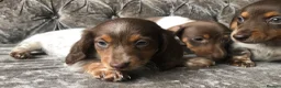 Miniature Dachshund dogs for sale: Miniature long haired dachshund READY NOW - Advert 10