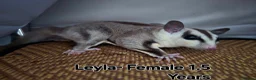 Sugar Glider rodents for sale: Sugar Gliders for Rehoming – 2 Pairs Available 🐾 - Advert 7