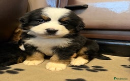 Bernese Mountain Dog dogs for sale: KC Registered BMD Available  - Image 14