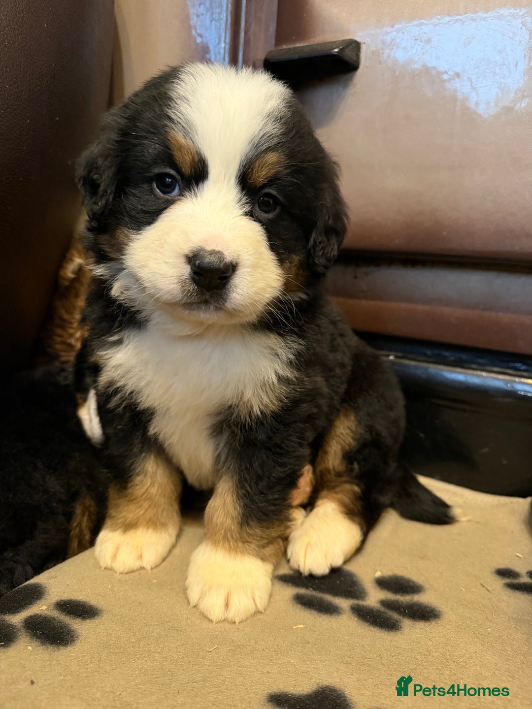 Bernese Mountain Dog dogs for sale: KC Registered BMD Available  - Image 14