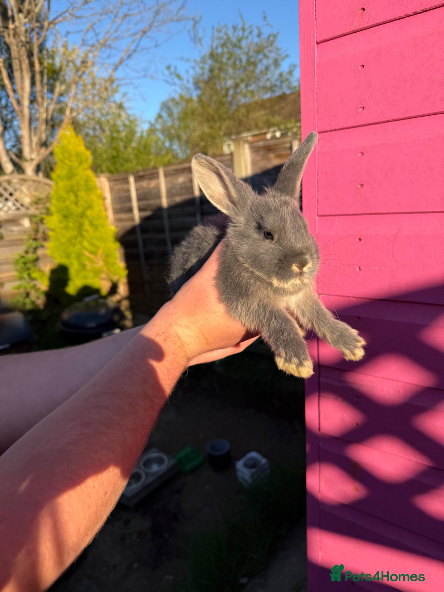 Mixed Breed rabbits 7 baby rabbis for sale  - Advert 2