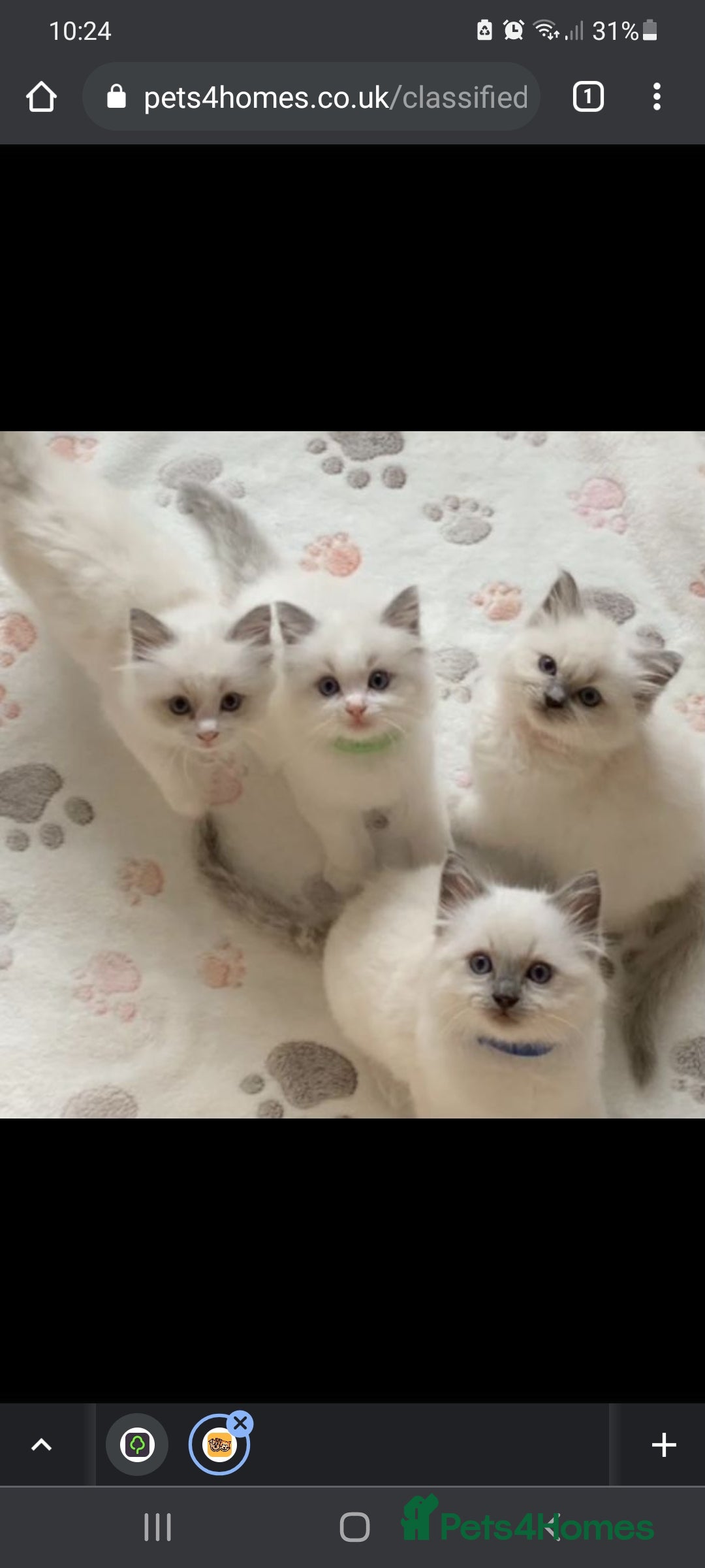 Ragdoll cats for stud: GCCF CHAMPION RAGDOLL STUD in Waterlooville - Image 5