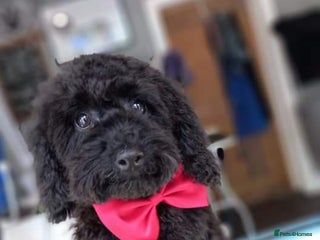 Toy Poodle dogs in Manchester - Advert 11