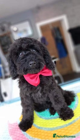 Toy Poodle dogs in Manchester - Advert 17