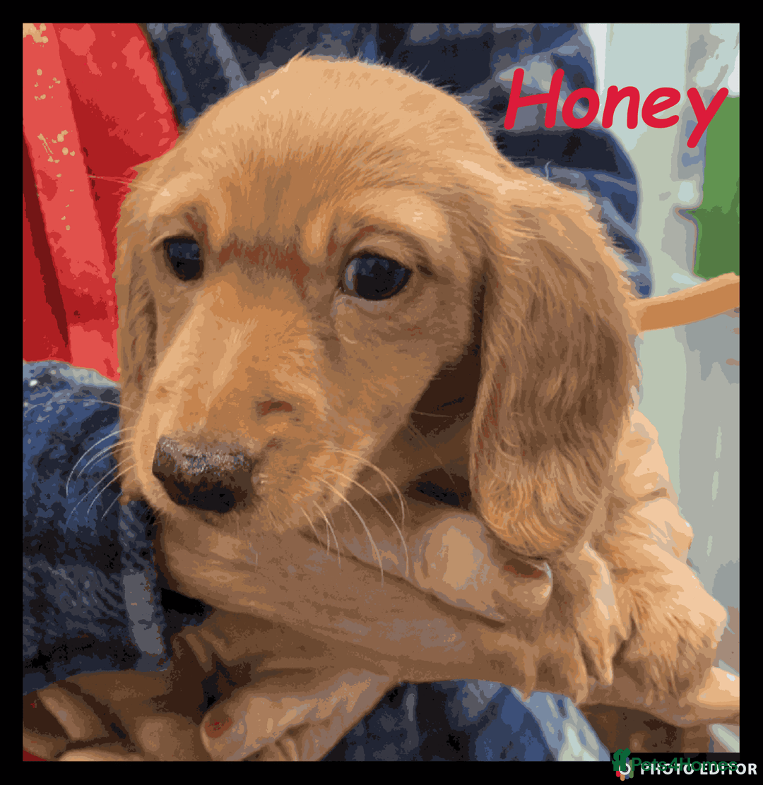 Miniature Dachshund dogs for sale: Beautiful Miniature Dachshunds. - Advert 12