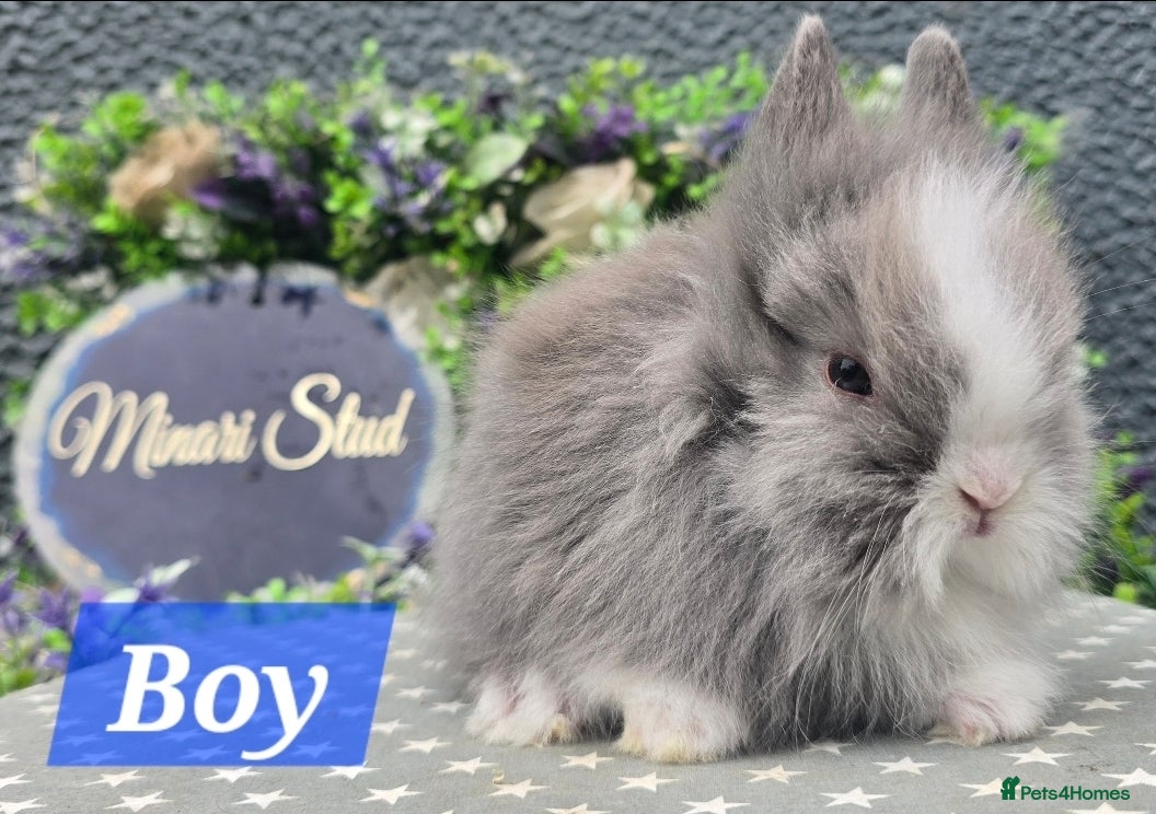 Lionhead rabbits Gorgeous purebred lionheads ready now  - Advert 1