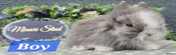 Lionhead rabbits for sale: Gorgeous purebred lionheads ready now  - Advert 1