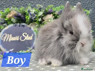 Lionhead rabbits Gorgeous purebred lionheads ready now - Advert 1