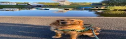 Mixed Breed dogs for sale: Young Cocker Mix needs experienced & calm home - Advert 3