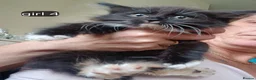 Mixed Breed cats for sale: Long haired kittens  in Swanscombe - Advert 19