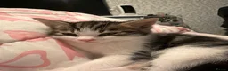 Mixed Breed cats for sale: Four beautiful confident kittens - Advert 2