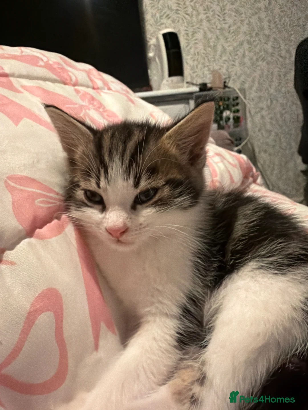 Mixed Breed cats for sale: Four beautiful confident kittens - Advert 2
