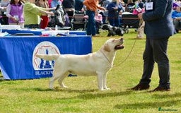 Labrador Retriever dogs for sale: READY NOW - Beautiful Show Type Labrador Puppies - Image 2