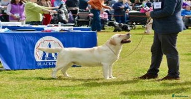 Labrador Retriever dogs - Advert 4