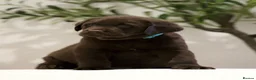 Labrador Retriever dogs for sale: Show Champion Lineage Chocolate Labrador Puppies - Advert 8