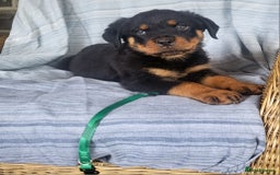 Rottweiler dogs for sale: Chunky Rottweiler Puppies  - Image 7