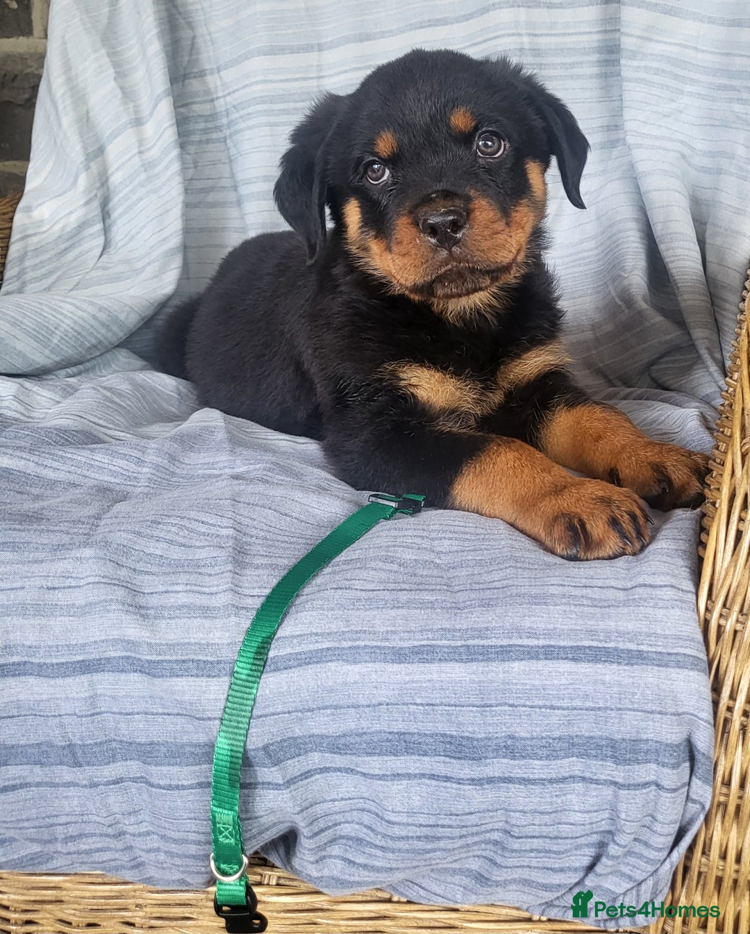 Rottweiler dogs for sale: Chunky Rottweiler Puppies  - Image 7