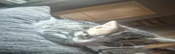 Mixed Breed cats for sale: 2 bengal x tabby beautiful girls - Advert 4
