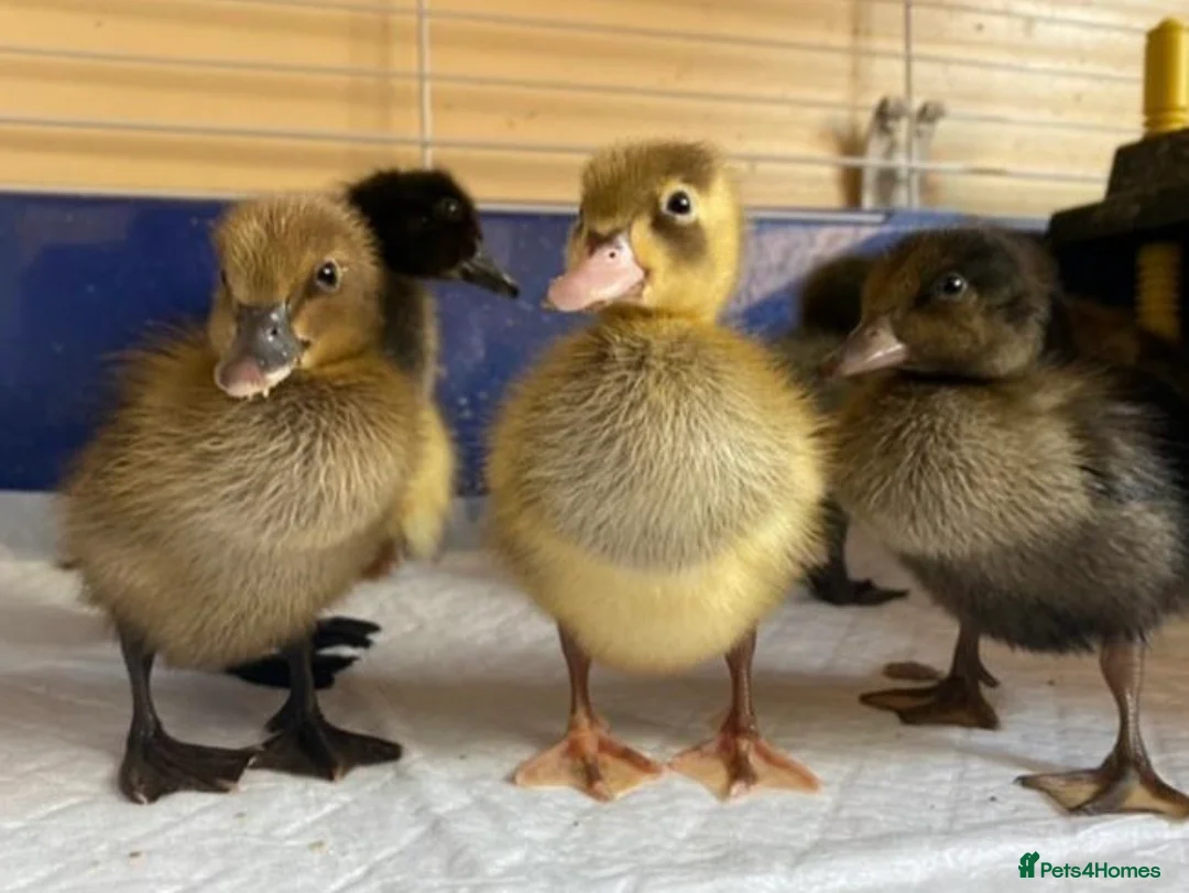 Ducks poultry for sale: Pure Breed Indian Runners - Advert 1