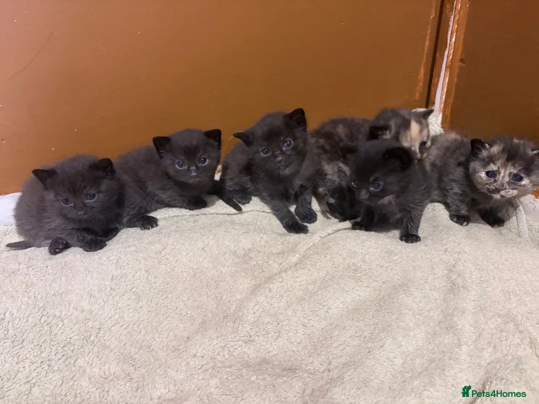 Mixed Breed cats for sale: Beautiful kittens  in Billericay - Advert 1