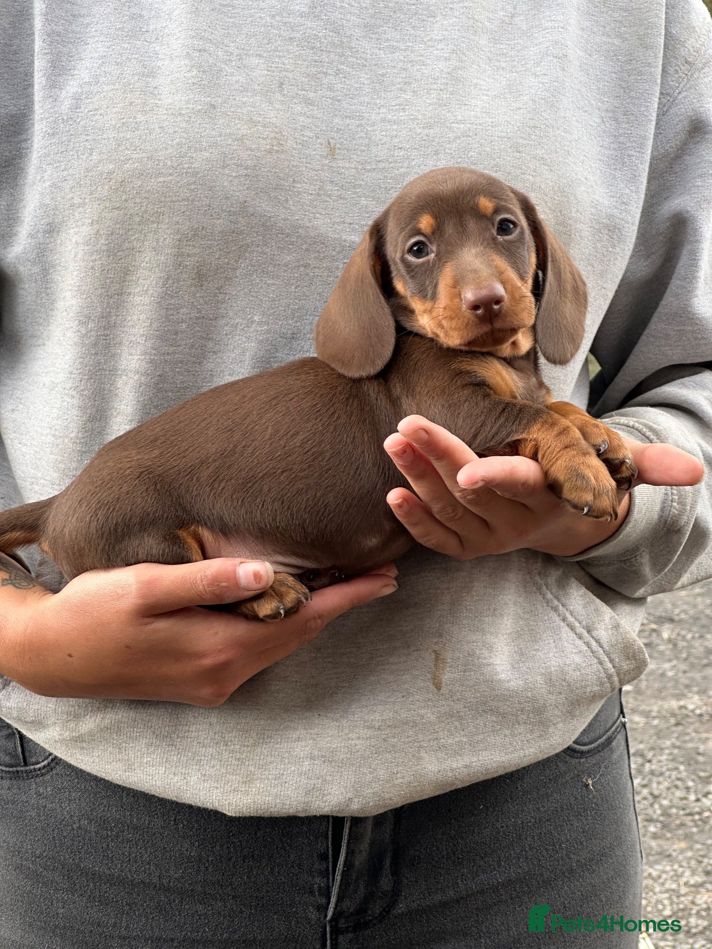 Dachshund dogs Ready to leave miniature dachshund puppies dapple  - Advert 23