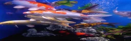 Other/Mixed Breed fish for sale: Manchester Pet's and Aquatics - Full Stock List - Advert 2