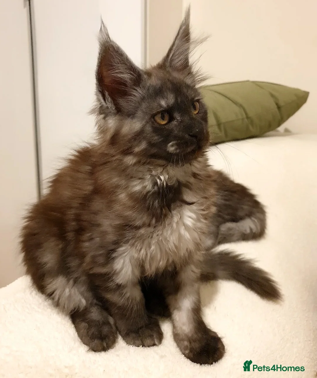 Maine Coon cats for sale: Maine coon kittens  - Advert 2