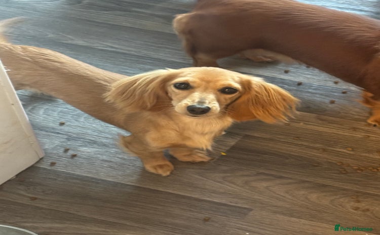 Miniature Dachshund dogs in Sudbury - Advert 10