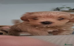 Maltipoo dogs for sale: F1 tiny maltipoo teddies  - Image 2