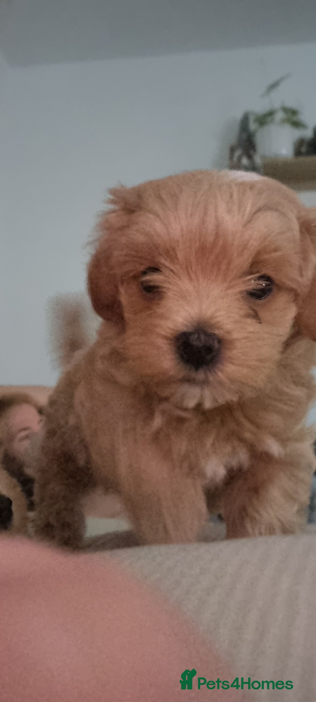 Maltipoo dogs for sale: F1 tiny maltipoo teddies  - Image 2