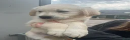 Golden Retriever dogs for sale: Kc reg golden retrievers  - Advert 2