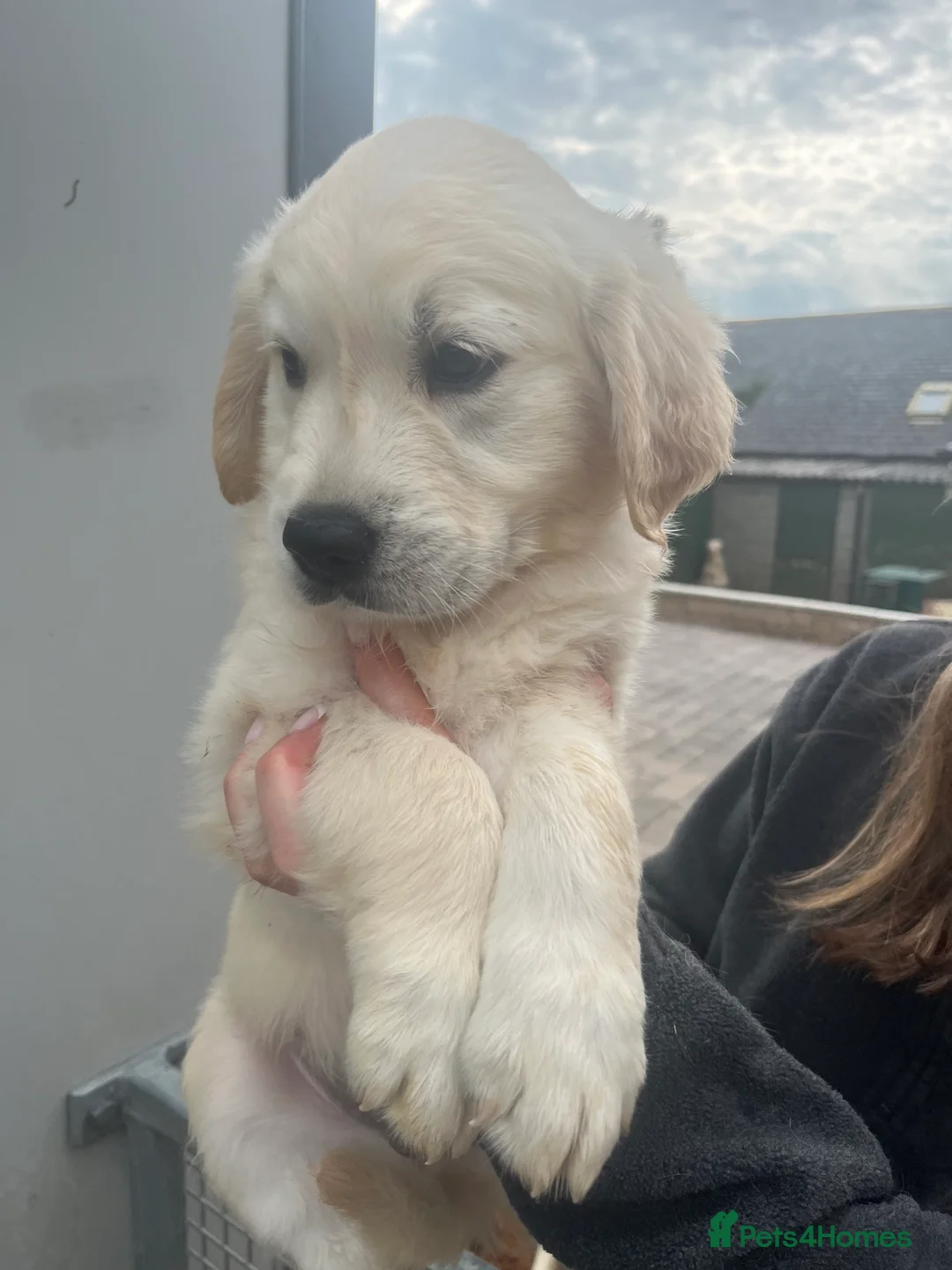 Golden Retriever dogs for sale: Kc reg golden retrievers  - Advert 2