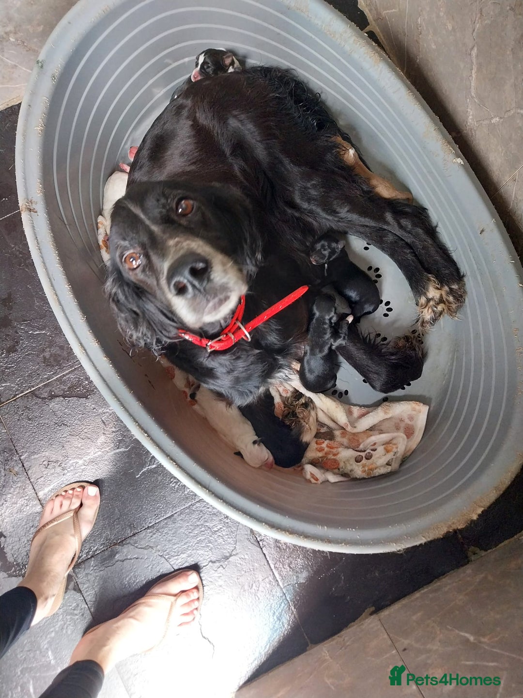 English Setter dogs for adoption: Setter x Pups (Rina's Puppies) - Image 2
