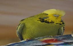 Budgerigars birds for sale: Budgies  - Image 1
