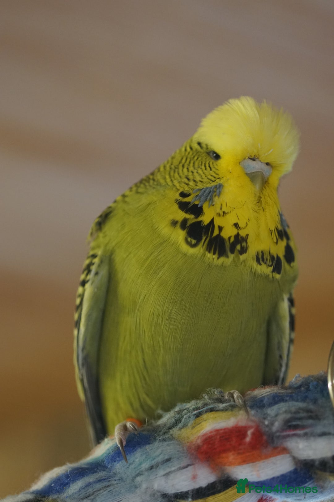 Budgerigars birds for sale: Budgies  - Image 1