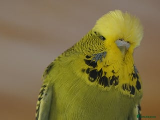 Budgerigars birds - Advert 26