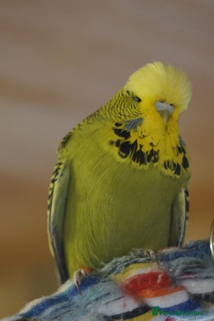 Budgerigars birds - Advert 19