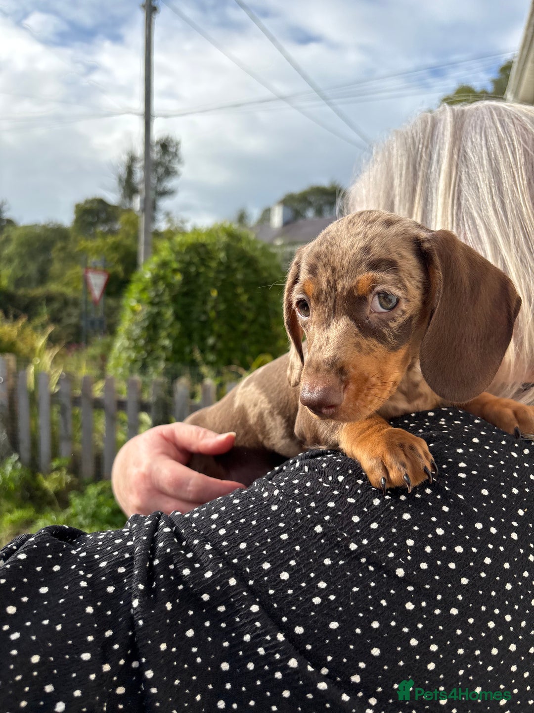 Miniature Dachshund dogs for sale: *READY NOW! 2 STUNNING KC REG MINI DACHSHUND BOYS* - Image 29