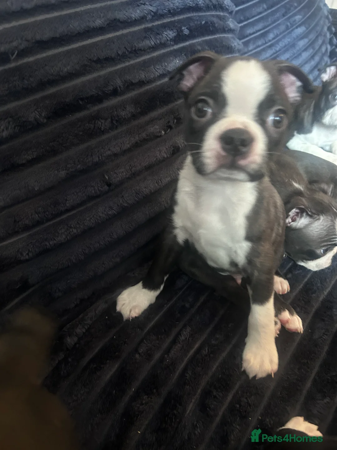 Boston Terrier dogs for sale: Beautiful Boston Terrier puppies  - Advert 7