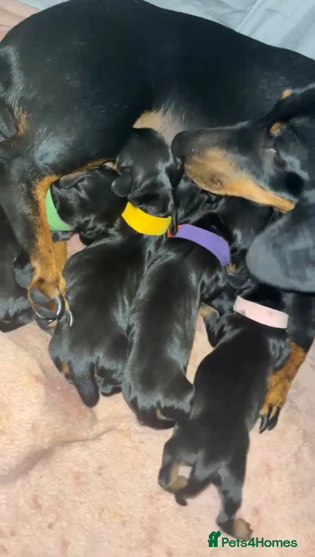 Miniature Dachshund dogs for stud: 🐾HUGO THE BOSS (KC REG & PRA CLEAR) PROVEN STUD🐾 in Manchester - Advert 22