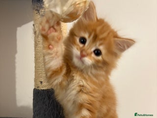 Mixed Breed cats - Advert 25