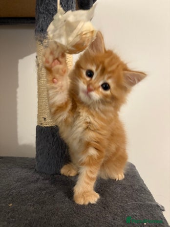 Mixed Breed cats - Advert 7